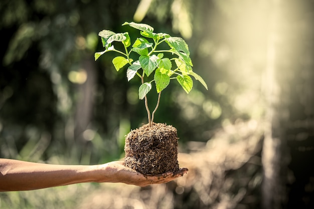 Photo man hand holding young tree for prepare into soil as save world concept