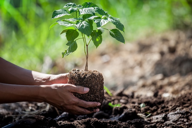 Photo man hand planting young tree on black soil as save world concept