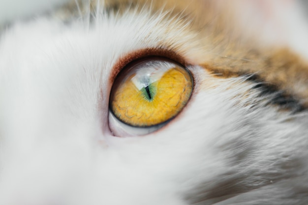 Photo marco cat eye closeup. cat white