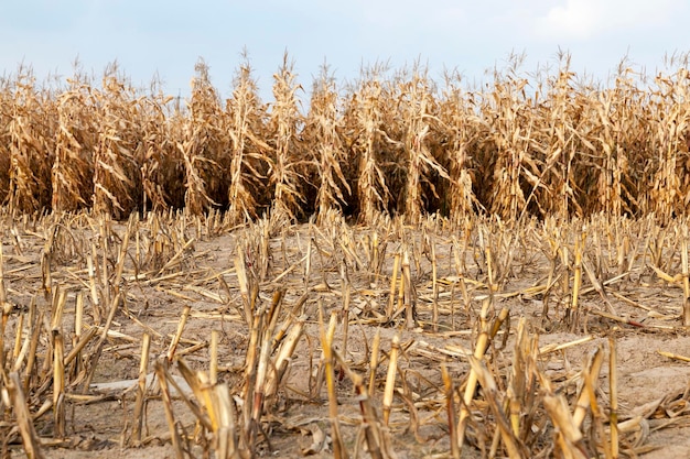 Photo mature corn autumn