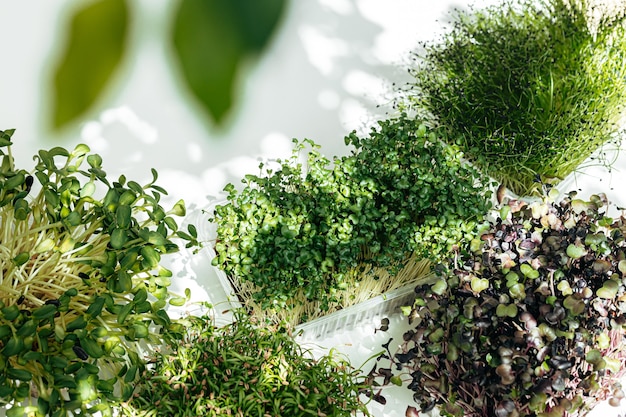 Micro green bushes in trays on white background top view