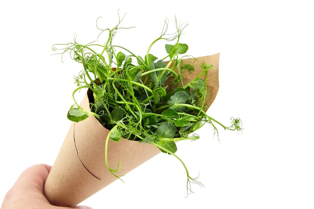 Microgreens pea shoots in paper cone isolated