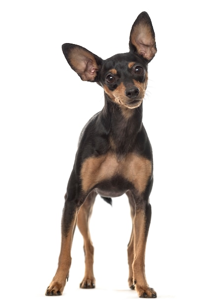 Miniature pinscher dog standing