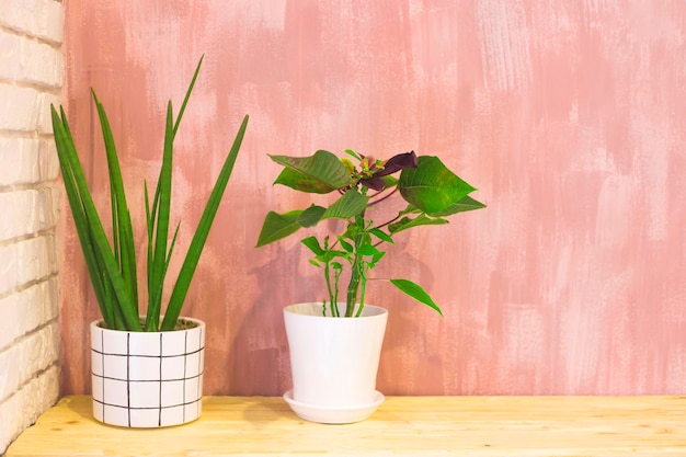 Photo minimalistic home decor with plants in white pots.