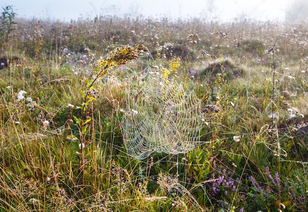 Misty morning dew on mountain meadow