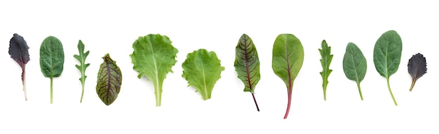 mix of green leaves for salad