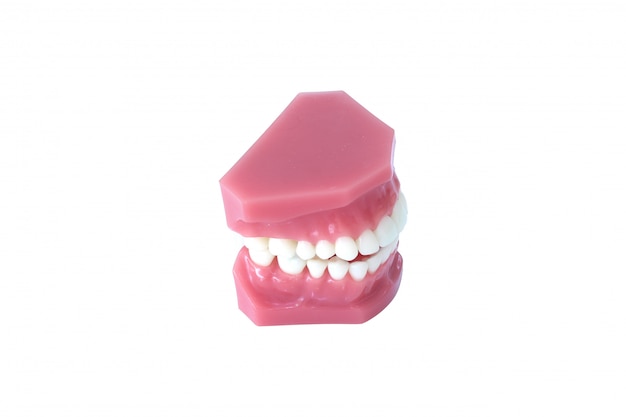 Model of teeth denture isolated on white background with clipping path