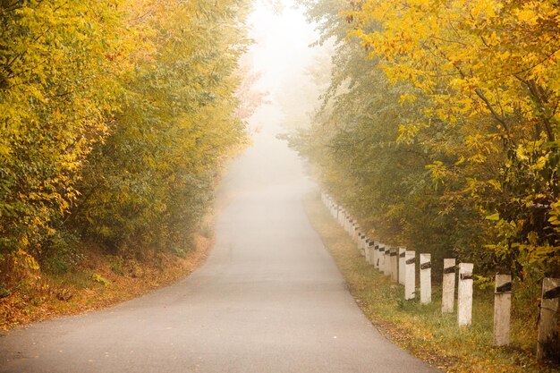 Morning landscape in autumn country and with fog in Ukraine