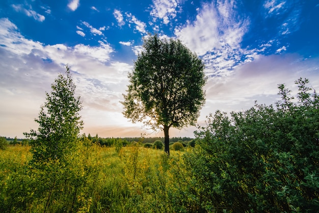 Morning summer landscape with a tree in a field and sunlight in the sky at dawn or sunset