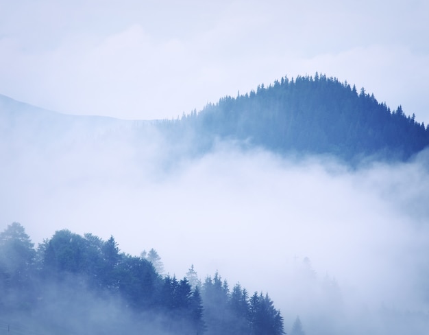 Mountain landscape. Composition of nature.