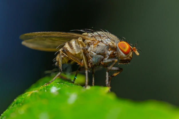 Musca fallalis 얼굴 파리 또는 가을 집파리는 소와 말의 선택적 초점 이미지의 해충입니다