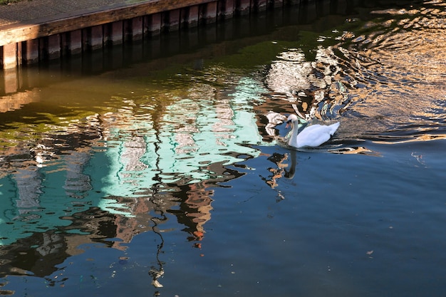 Mute Swan swimming along the Old River Nene