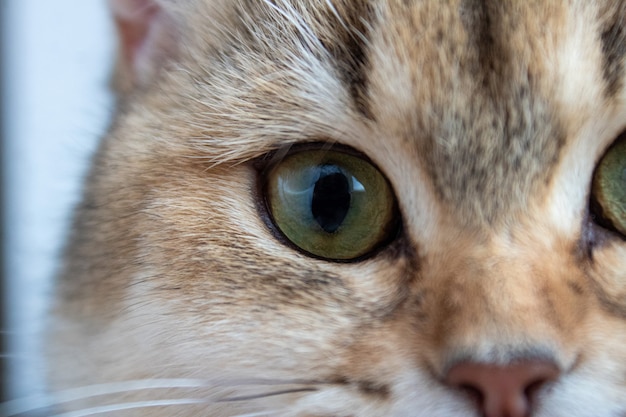 Photo the muzzle of the british shorthair golden chinchilla ny25 the eyes of the british shorthair