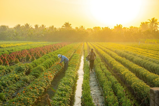 Photo my tho vietnam jan 24 2024 view of my phong flower village in my tho city people are taking care of flowers for tet this is the oldest village specializing in growing flowers in vietnam