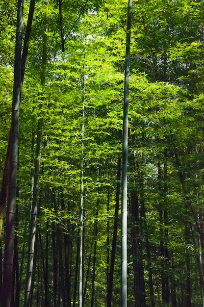 National forest fresh green bamboo forest bamboo