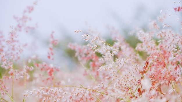 Photo nature background pink grass flowers with macro view