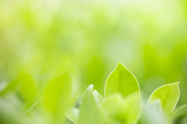 Photo nature green leaf on blurred greenery background with copy space.