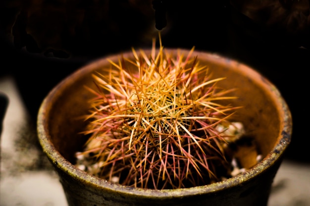 Nature Macro Cactus isolated blurred black Background