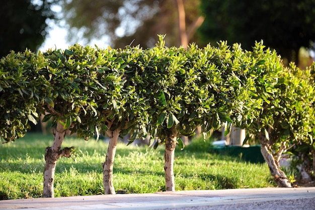 Neatly trimmed low trees growing along path in the park in summer Gardening and landscaping concept