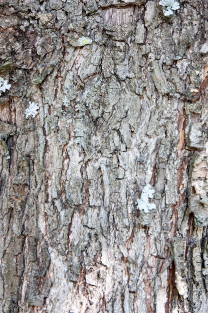 Old tree texture gray birch trunk bark Seamless tree bark background