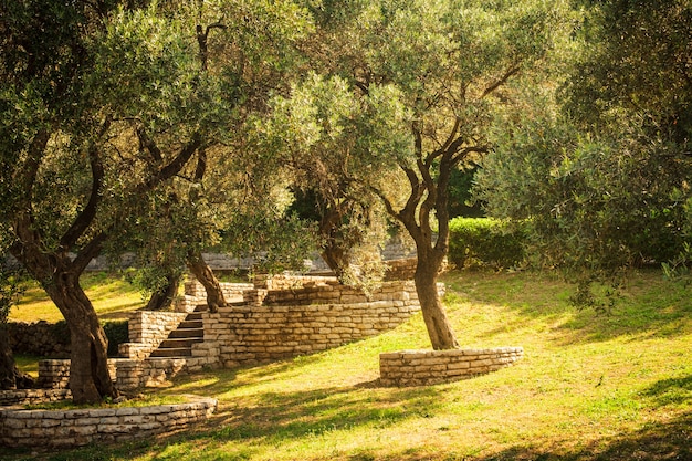 Foto olivi. giardino mediterraneo al mattino