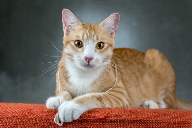 Orange cats sitting on the sofa in the room.