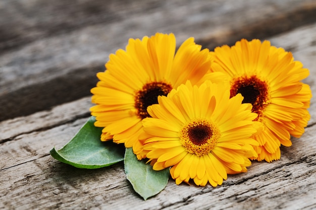 Orange marigold flowers on wooden background