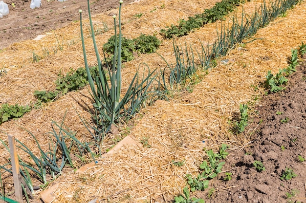 Organic vegetable community garden in early Summer.