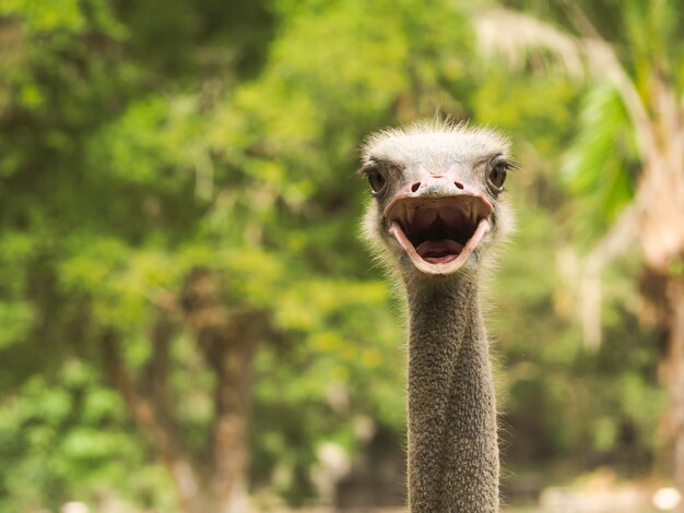 ostrich open mouse to speak background