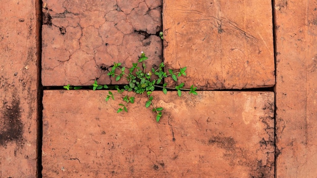 Foto oude bakstenen muur met mos en jonge plant