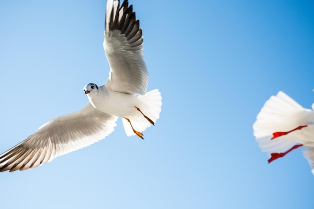 Pair of seagulls flying in the sky