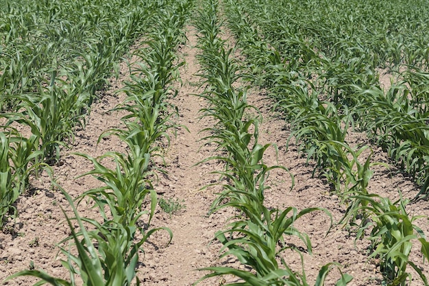 Photo parallel rows of young corn sprouts in the field on a sunny summer day selective focus