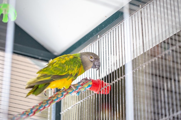 Parrot in a cage.Parrot upside down on a swing.Yellow green.A beautiful bird in a cage.Funny color