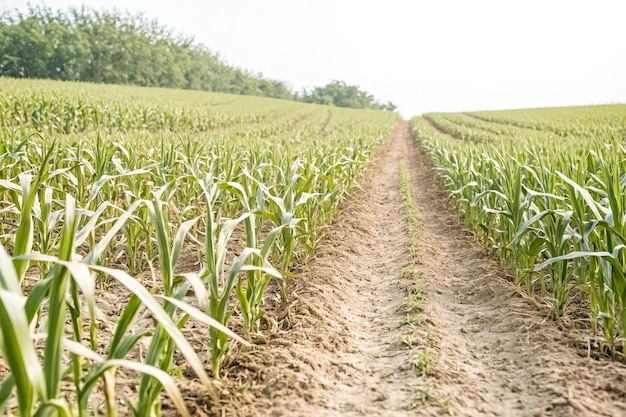 Photo path through a field of young corn plants