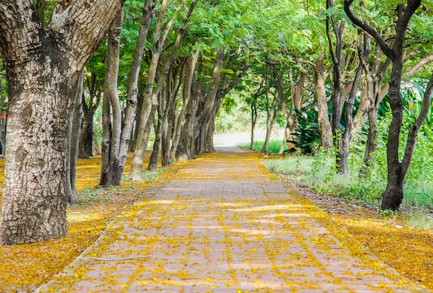 Pathway on park