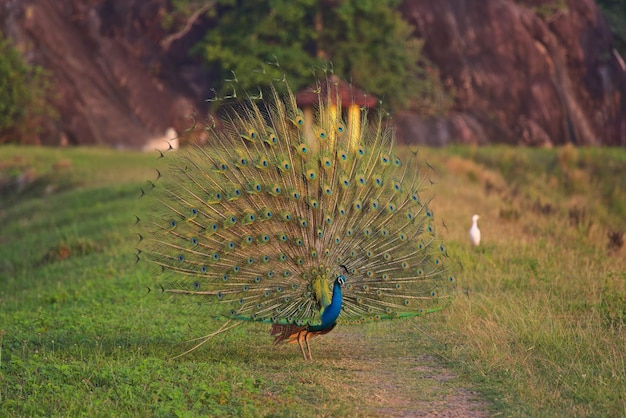 Peacock