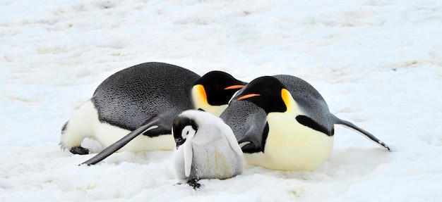 Photo penguin on snow