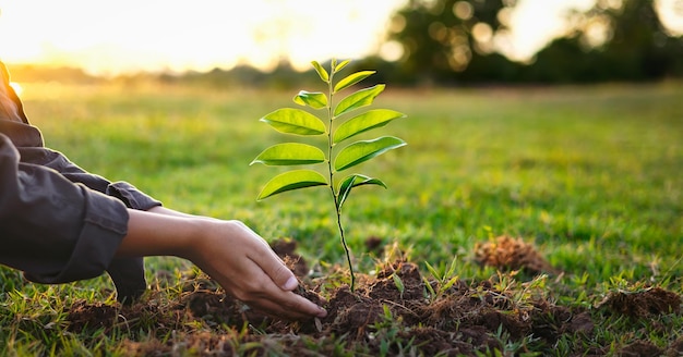 People hands planting small tree in sunset concept save earth