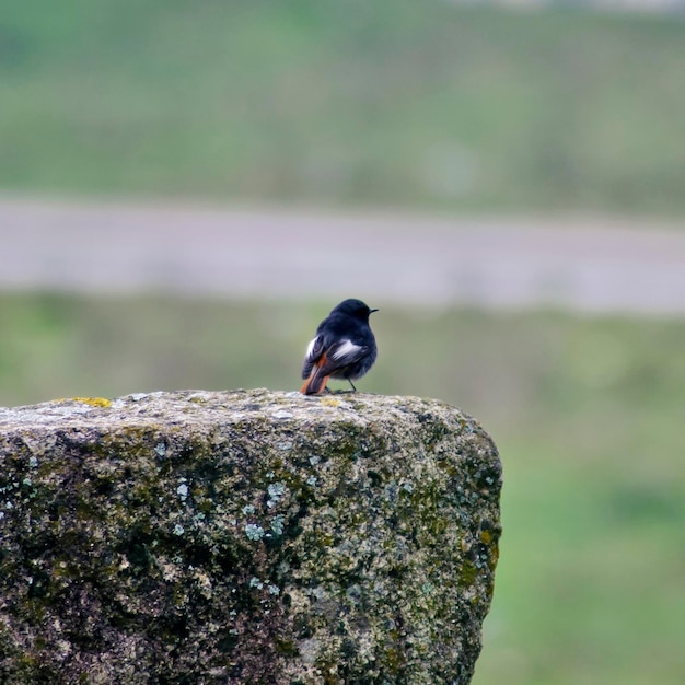 Perched on stone wall