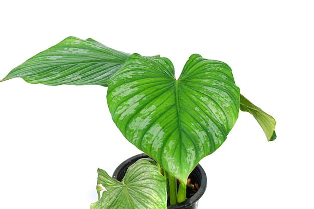 Philodendron mamei silver cloud on white background