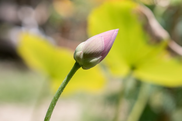 Photo of Lotus flower in the morning.