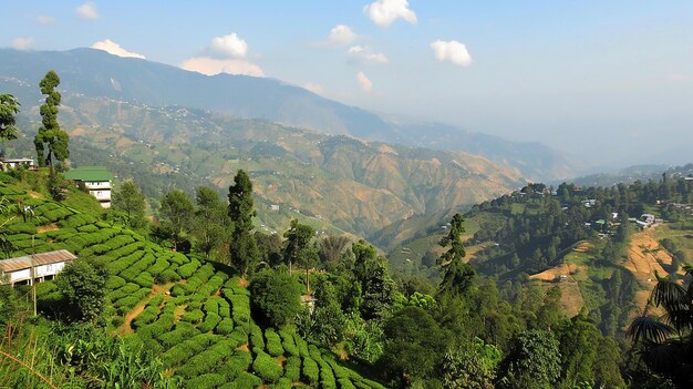 Photo the picturesque tea plantations of darjeeling