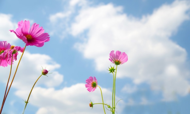 pink cosmos flower and blue sky 