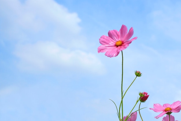 Pink cosmos flower on blue sky