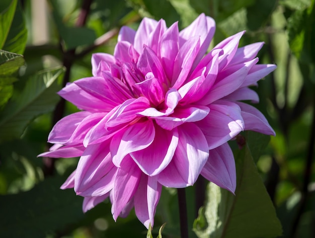 Pink Dahlia flowering in the summer sunshine