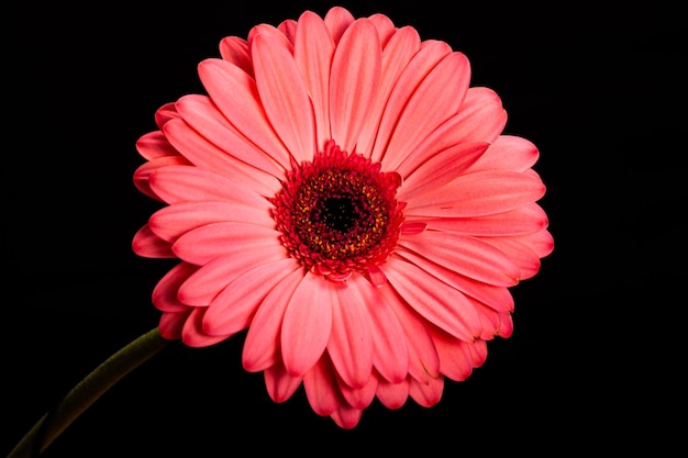 Pink gerbera flower isolated on black background