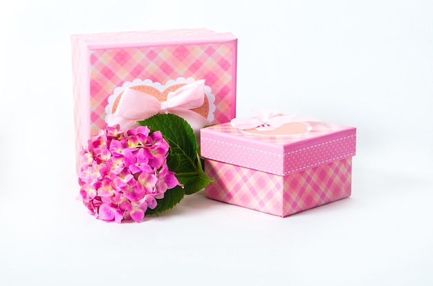 Pink gift box with hydrangea flower. Isolated on a white background