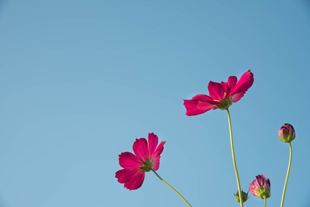 Pink and red cosmos flowers garden  and  soft focus