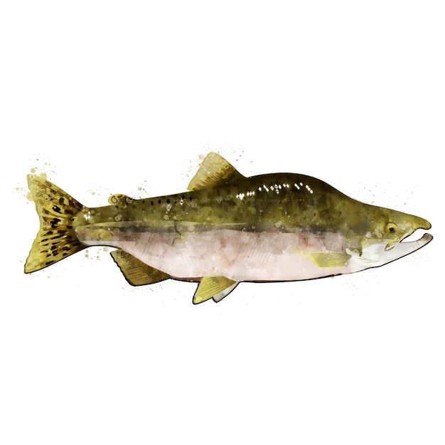 Pink Salmon male, watercolor isolated illustration of a fish.