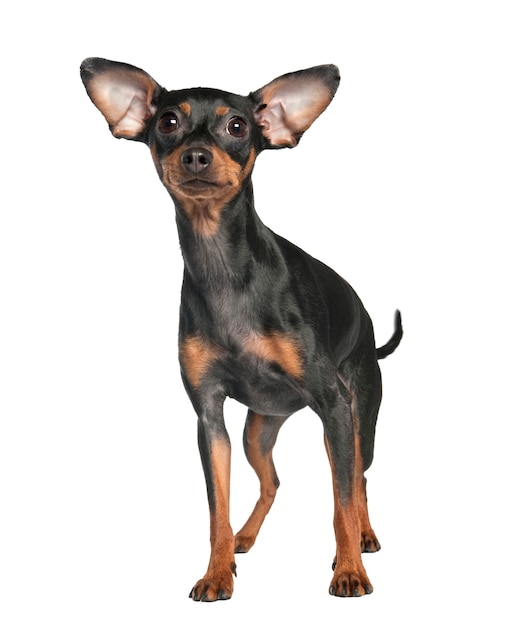 Pinscher